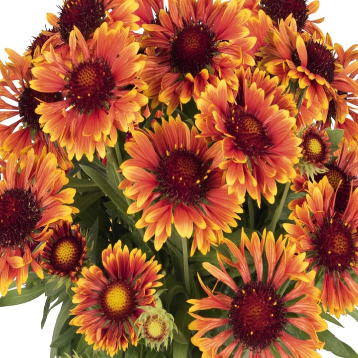 Gaillardia aristata 'SpinTop Copper Sun' Blanket Flower, 1 Gallon Perennials