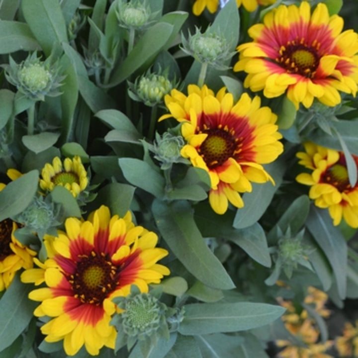 Al's Garden & Home 'Spintop Red Starburst' Blanket Flowers (Gaillardia), 1 Gallon perennial