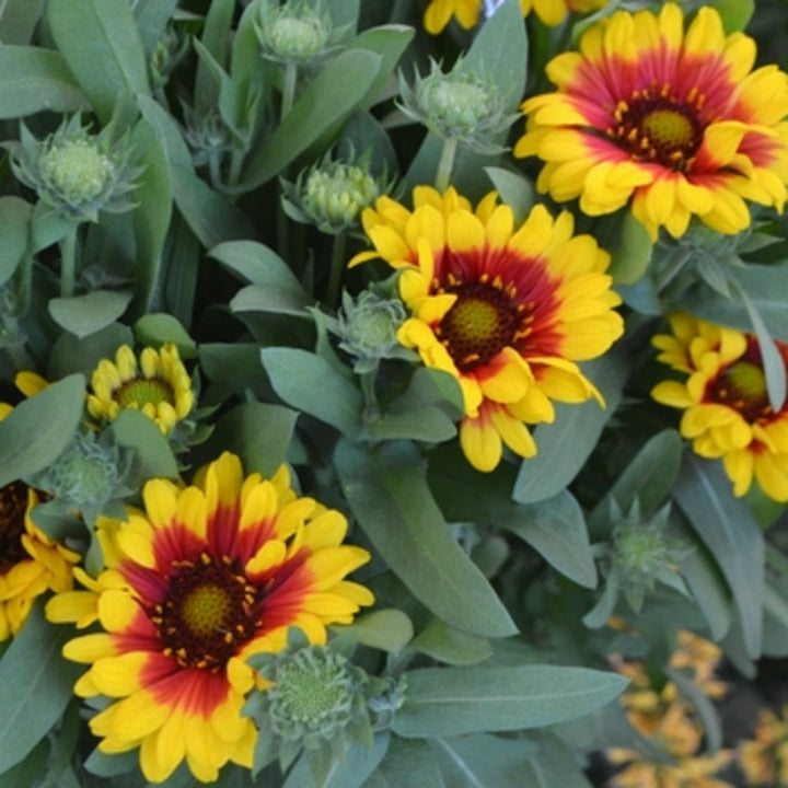 Gaillardia aristata 'SpinTop Red Starburst' PPAF Blanket Flower, 1 Gallon Perennials