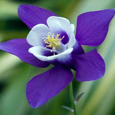 Aquilegia caerulea Columbine, 1 Gallon Perennials