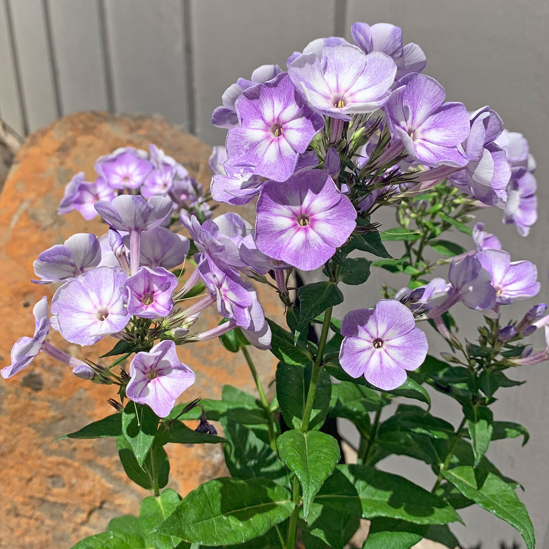 Phlox paniculata 'Younique Old Blue' Garden Phlox, 1 Gallon Perennials