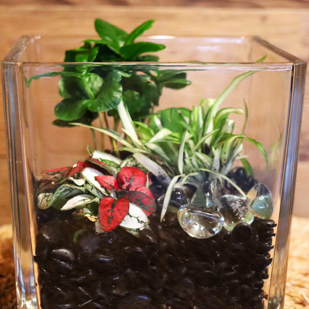 Terrarium Workshop: Woodburn