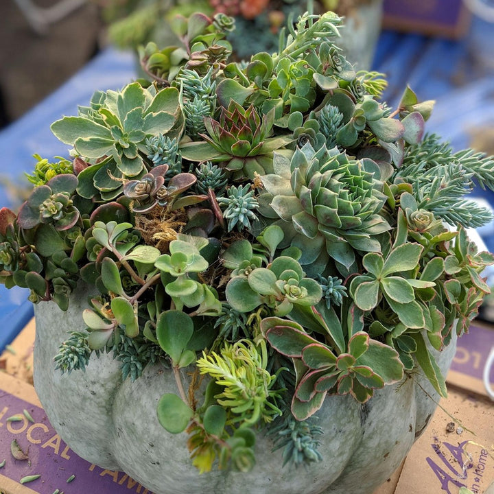 You're Gourdgeous: Pumpkin Decorating Workshop Gresham