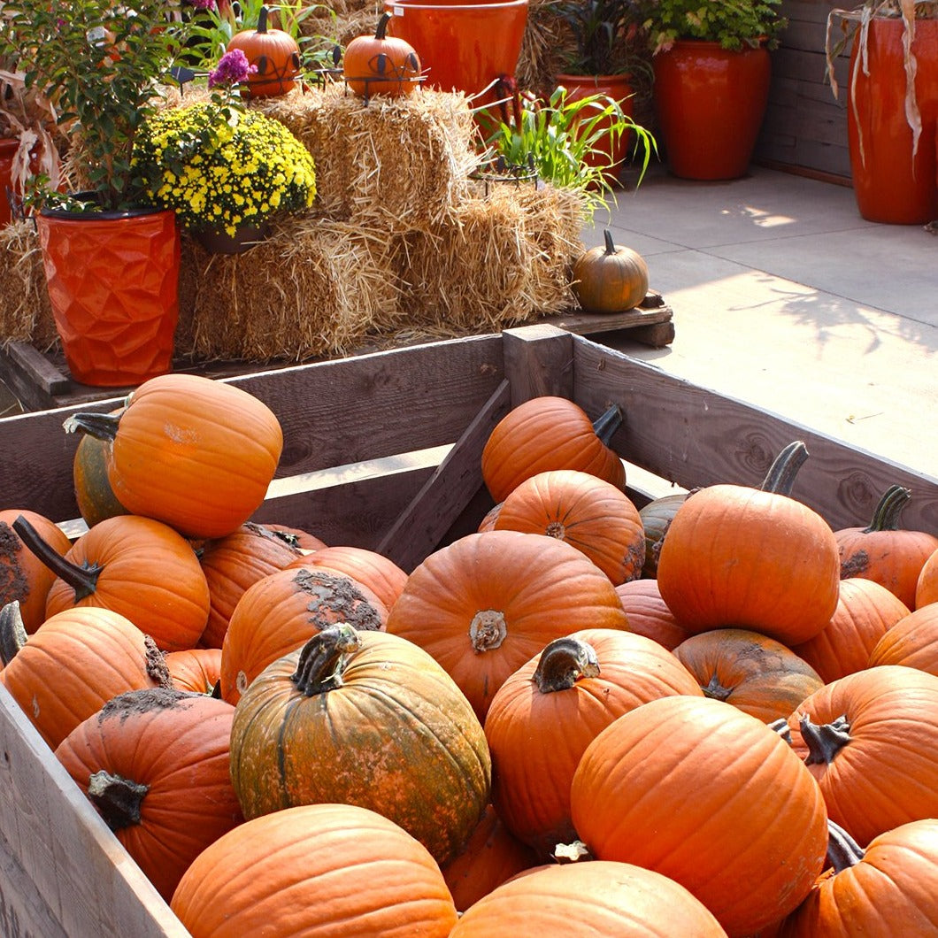 Standard Orange Pumpkins