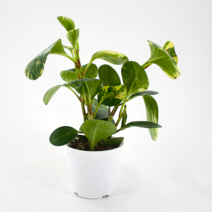 Peperomia caperata 'Schumi Red' Peperomia, 4 Inch Houseplant