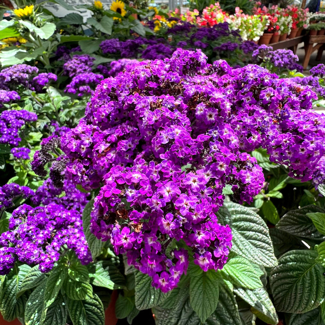 Heliotropium arborescens 'Fragrant Delight' Heliotrope, 12 Inch Annual