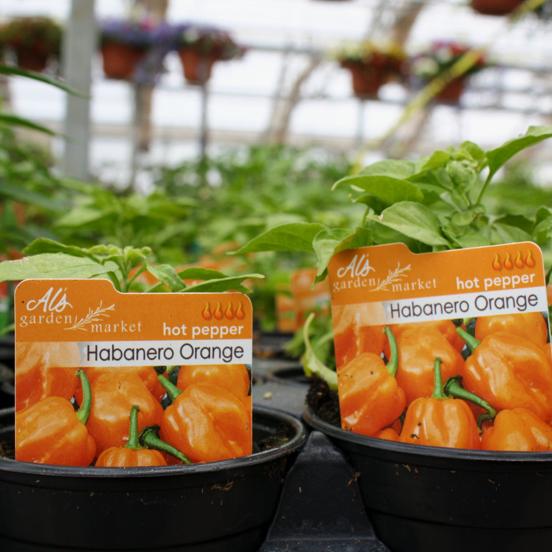 Capsicum chinense 'Orange Habanero' Hot Pepper, 4 Inch Annual
