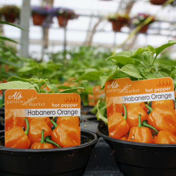Capsicum chinense 'Orange Habanero' Hot Pepper, 4 Inch Annual