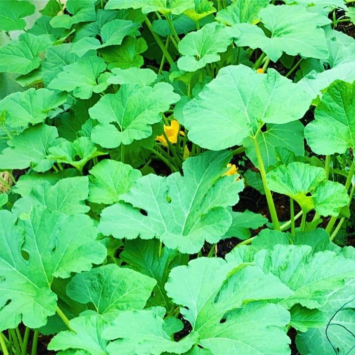 Cucurbita pepo 'Honey Bear' Acorn Squash, 4 Inch Annual