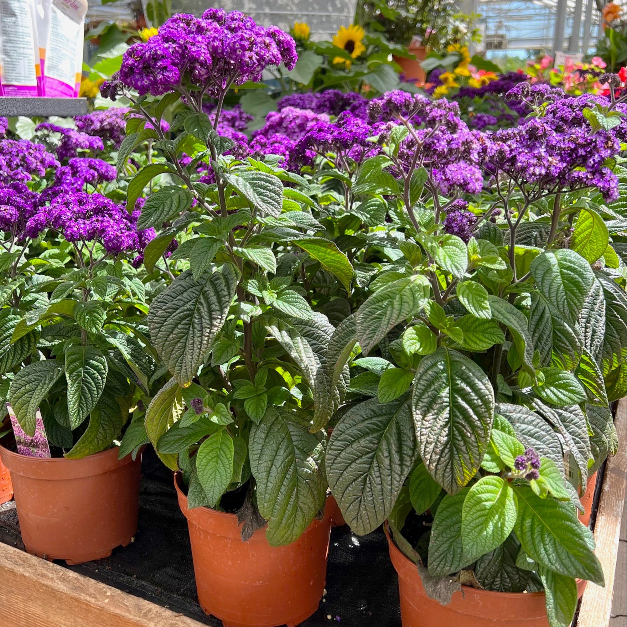 Heliotropium arborescens Heliotrope - Thumbnail 2