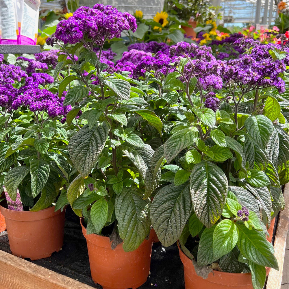 Heliotropium arborescens 'Fragrant Delight' Heliotrope, 6 Inch Annual