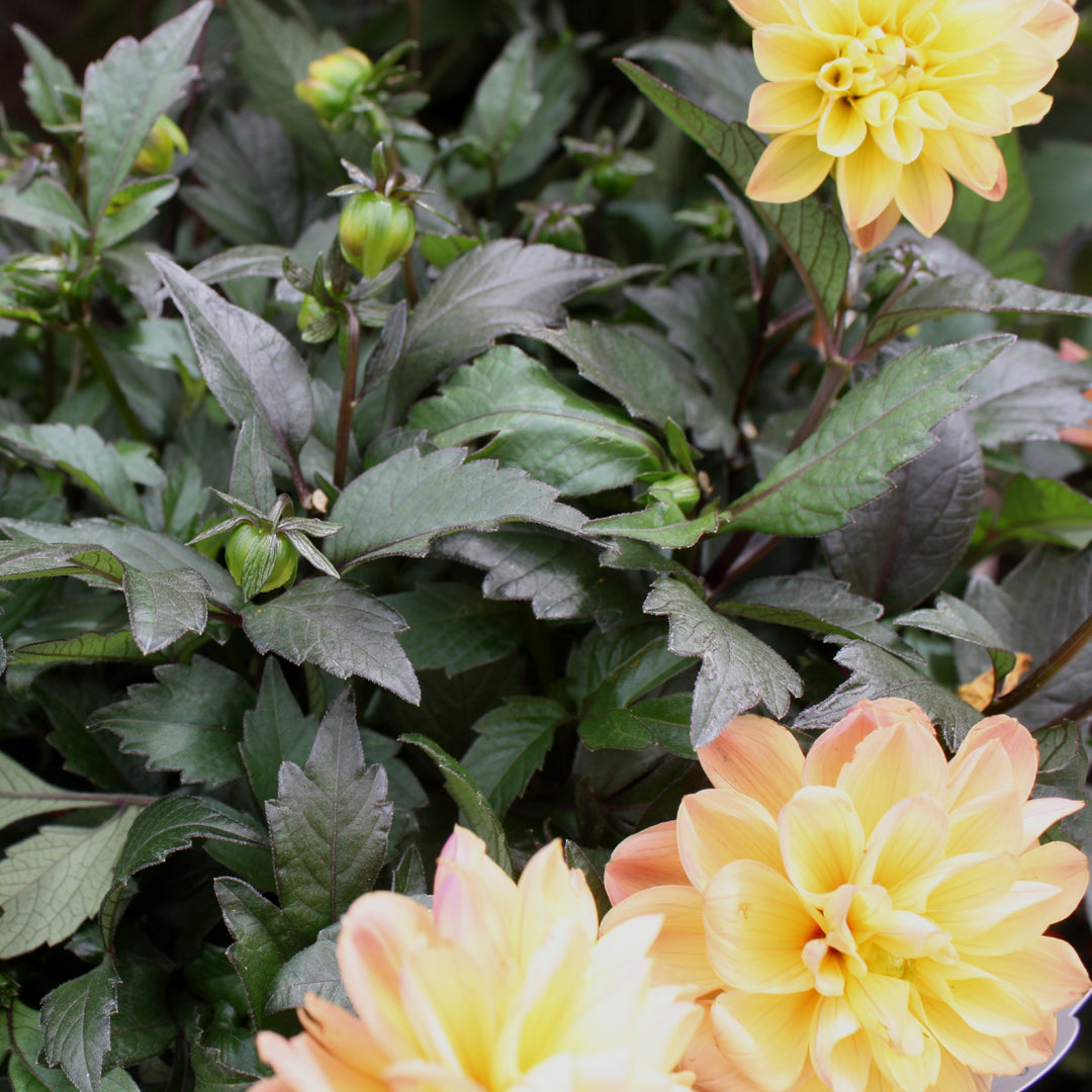 Dahlia Dark Leaf Dahlia, 10 Inch Annual