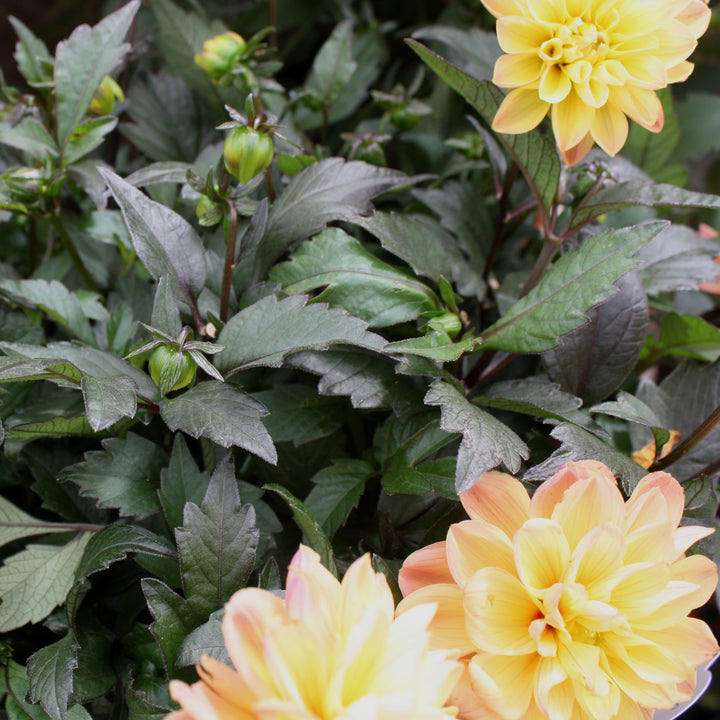 Dahlia Dark Leaf Dahlia, 10 Inch Annual