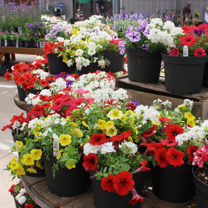 Grown By Al's Assorted Color Pot Combo, 8 Inch Annual