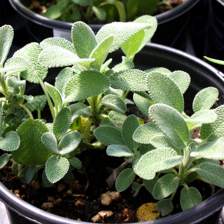 Salvia officinalis 'Berggarten' Sage, 1 Gallon Annual