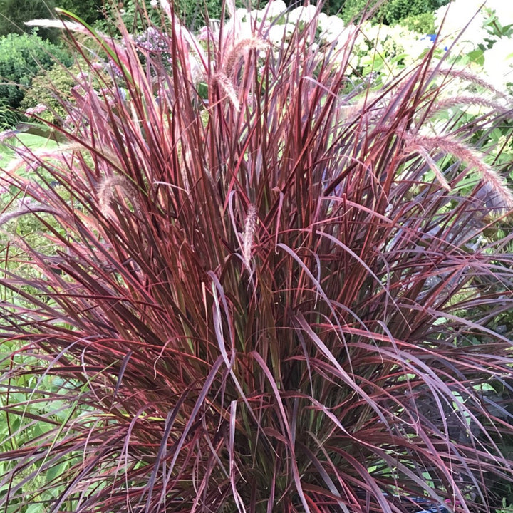 Pennisetum setaceum 'Rubrum' Purple Fountain Grass, 1 Gallon Annual