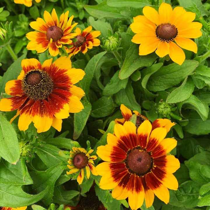 Rudbeckia hirta 'Assorted' Black Eyed Susan, 10 Inch Annual