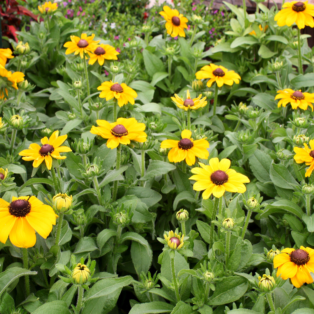 Rudbeckia hirta 'Assorted' Black Eyed Susan, 10 Inch Annual