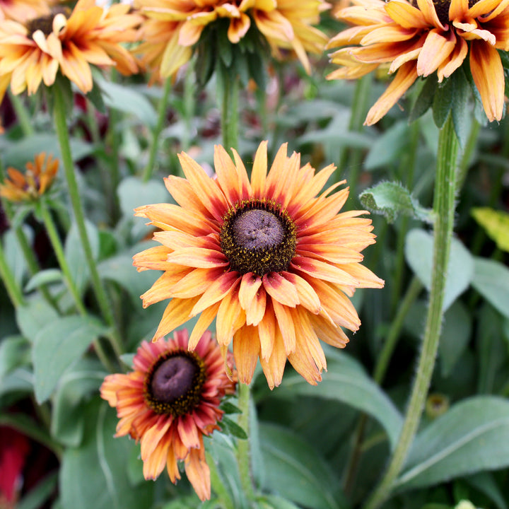 Rudbeckia hirta 'Assorted' Black Eyed Susan, 10 Inch Annual