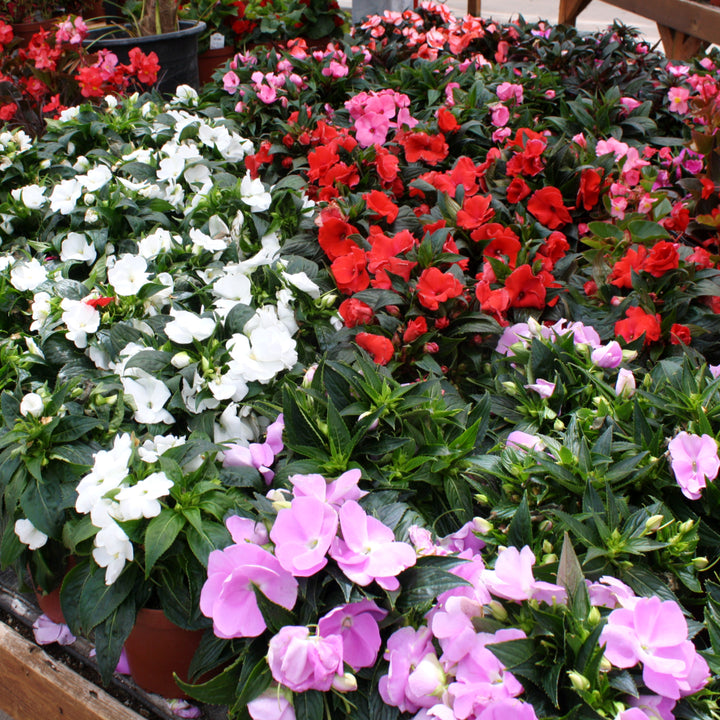 Impatiens hawkeri New Guinea Impatiens, 6 Inch Annual