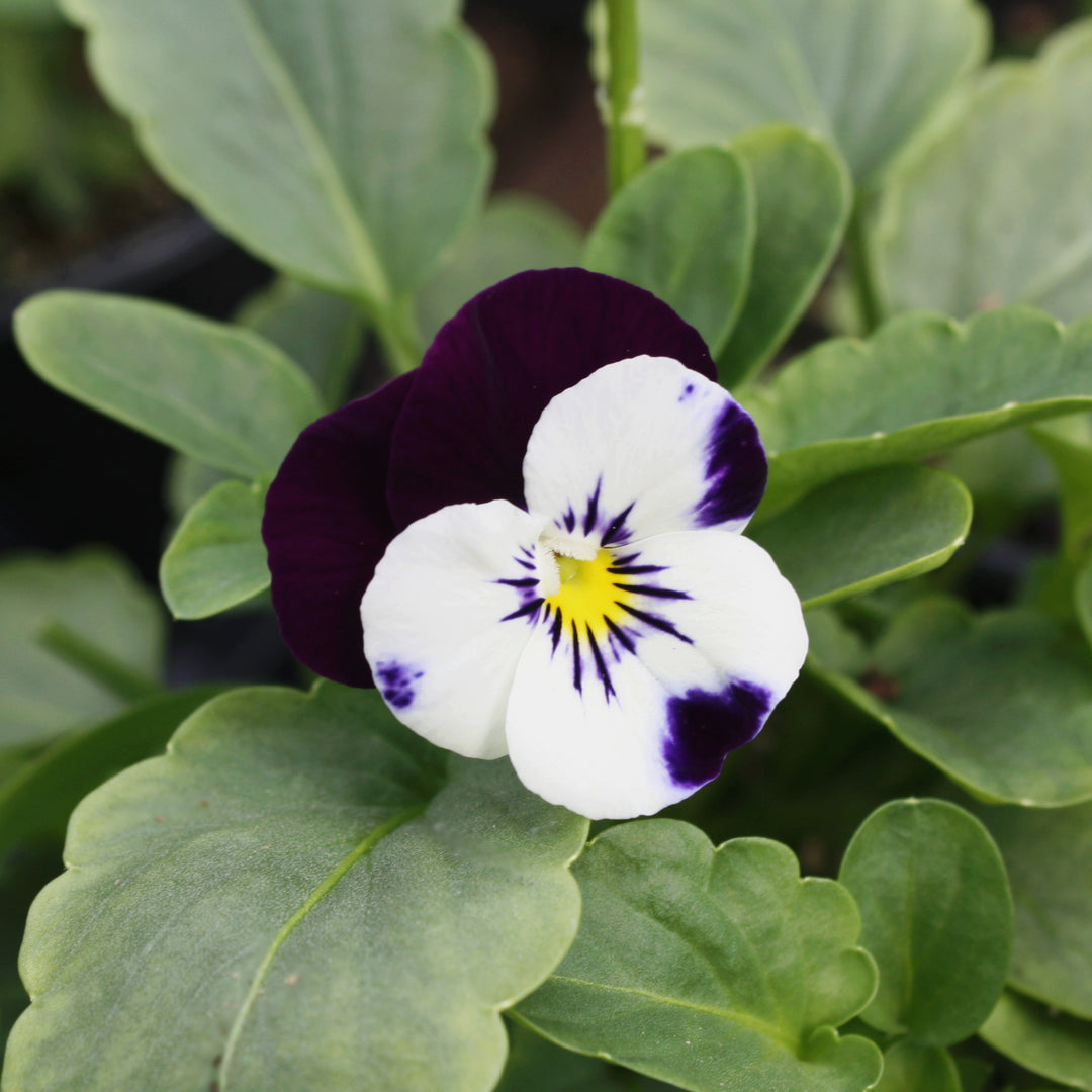 Viola Assorted Viola, 4 Inch Annual