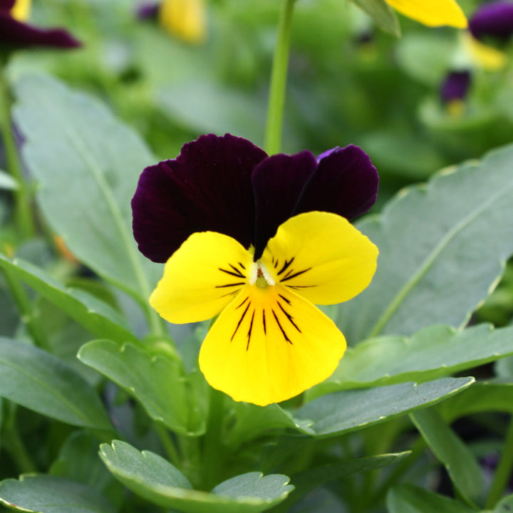 Viola Assorted Viola, 4 Inch Annual