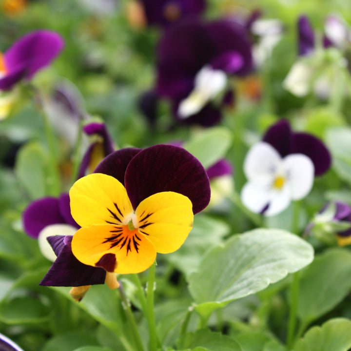 Viola Assorted Viola, 4 Inch Annual