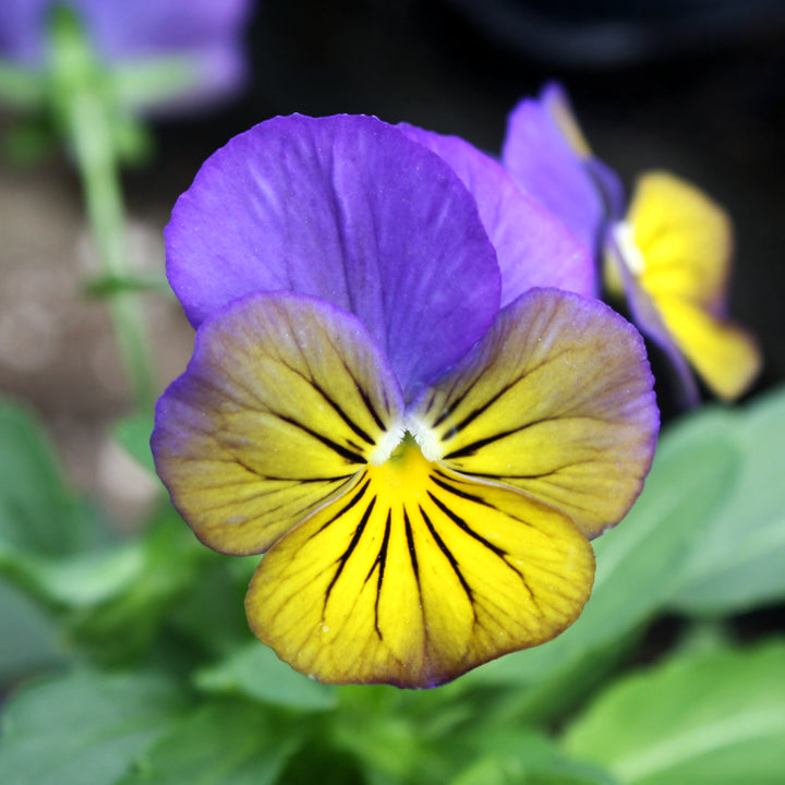 Viola Assorted Viola, 4 Inch Annual