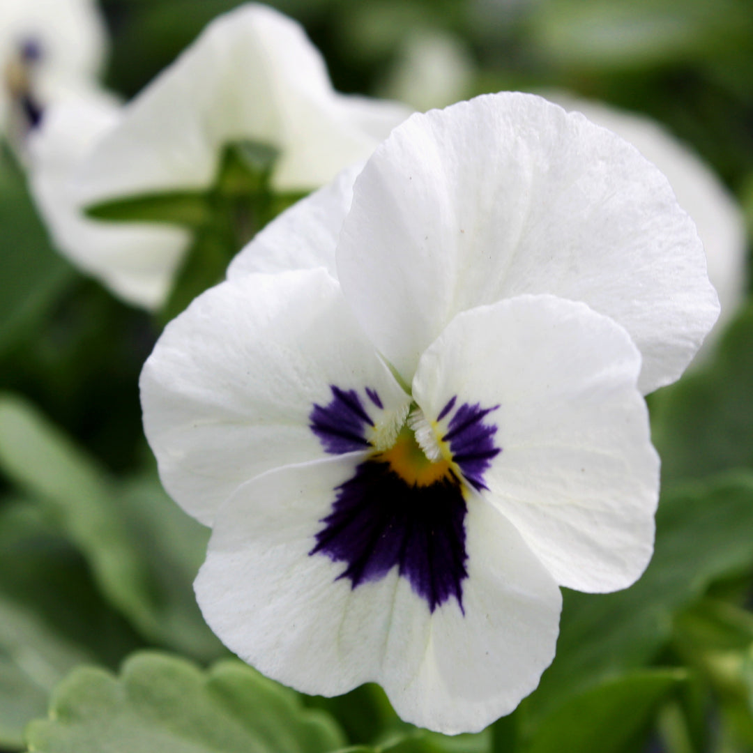 Viola Assorted Viola, 4 Inch Annual