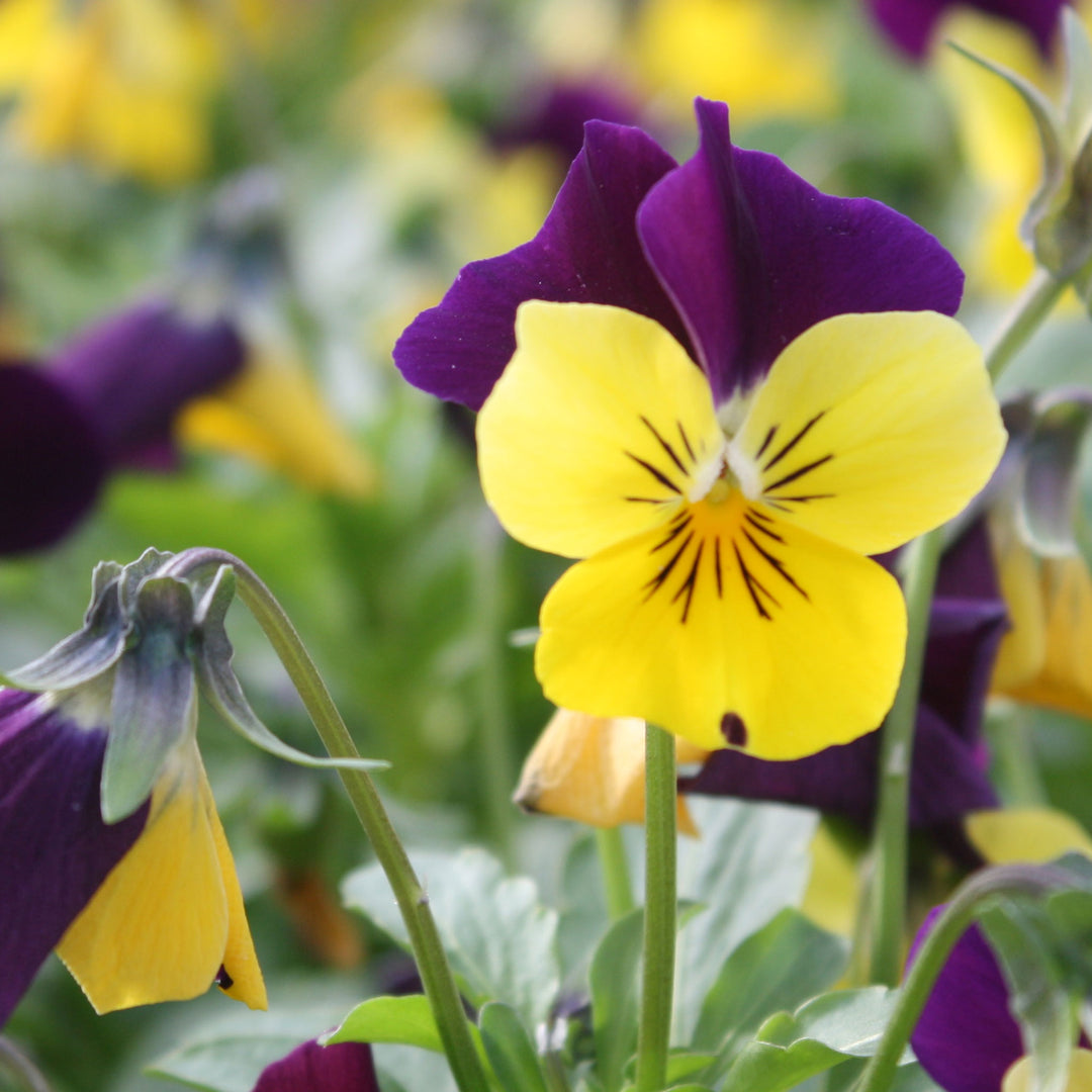 Viola Assorted Viola, 4 Inch Annual