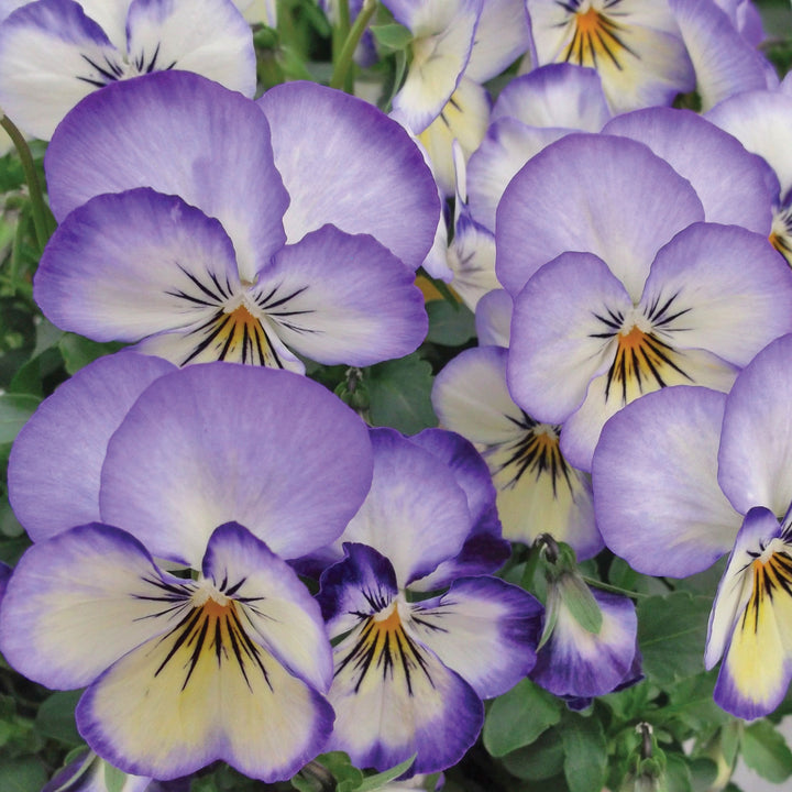 Viola Assorted Viola, 4 Inch Annual
