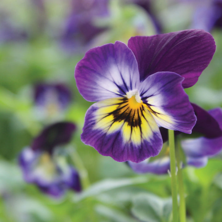 Viola Assorted Viola, 4 Inch Annual