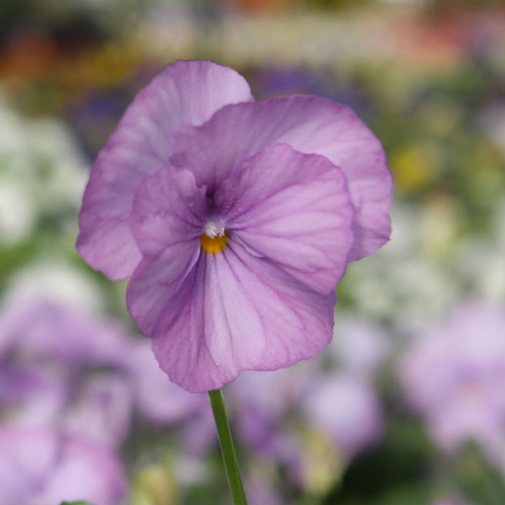 Viola Assorted Viola, 4 Inch Annual