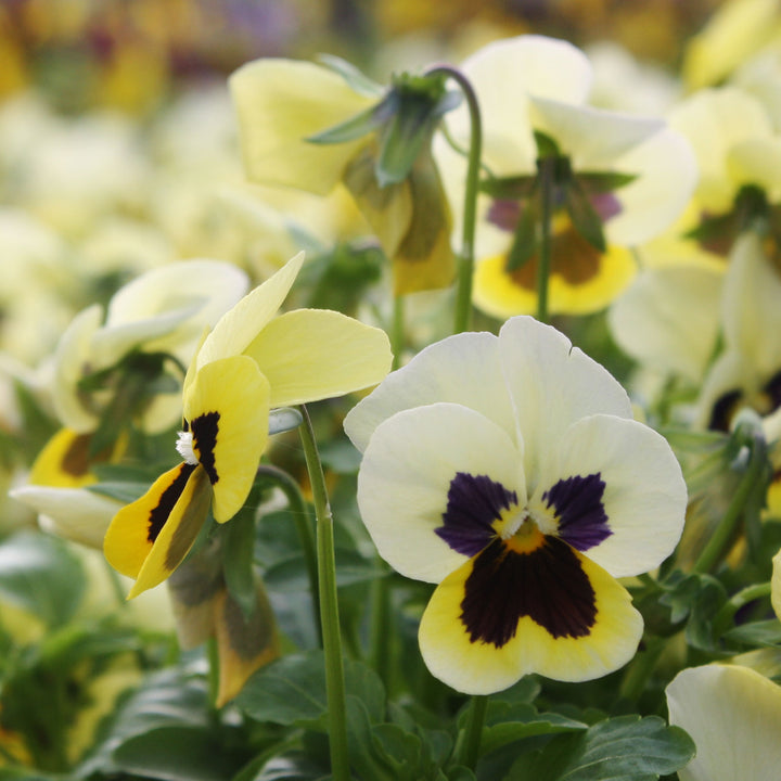 Viola Assorted Viola, 4 Inch Annual