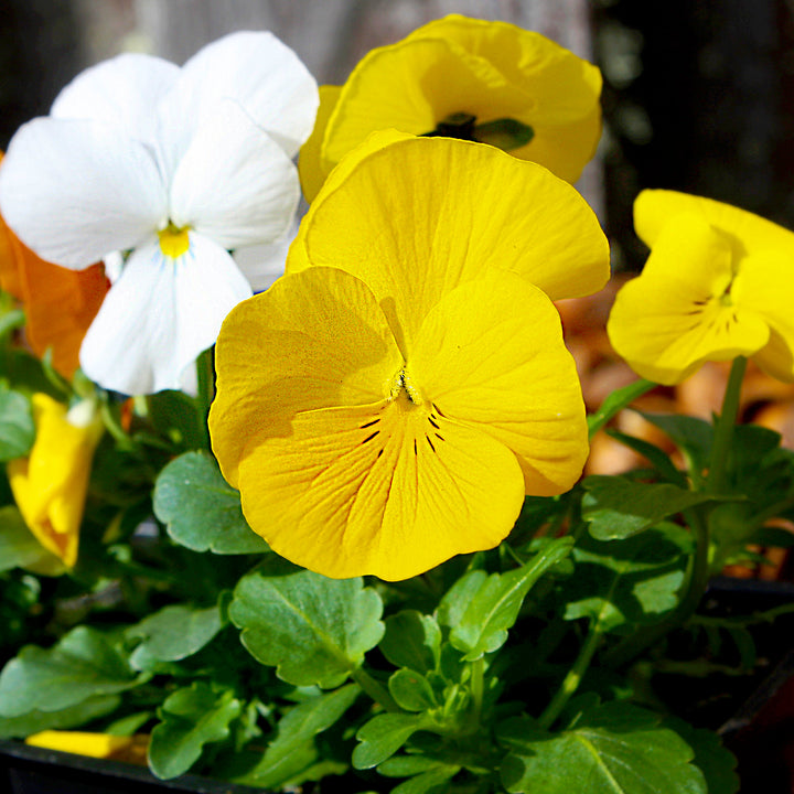 Viola Assorted Viola, 4 Inch Annual
