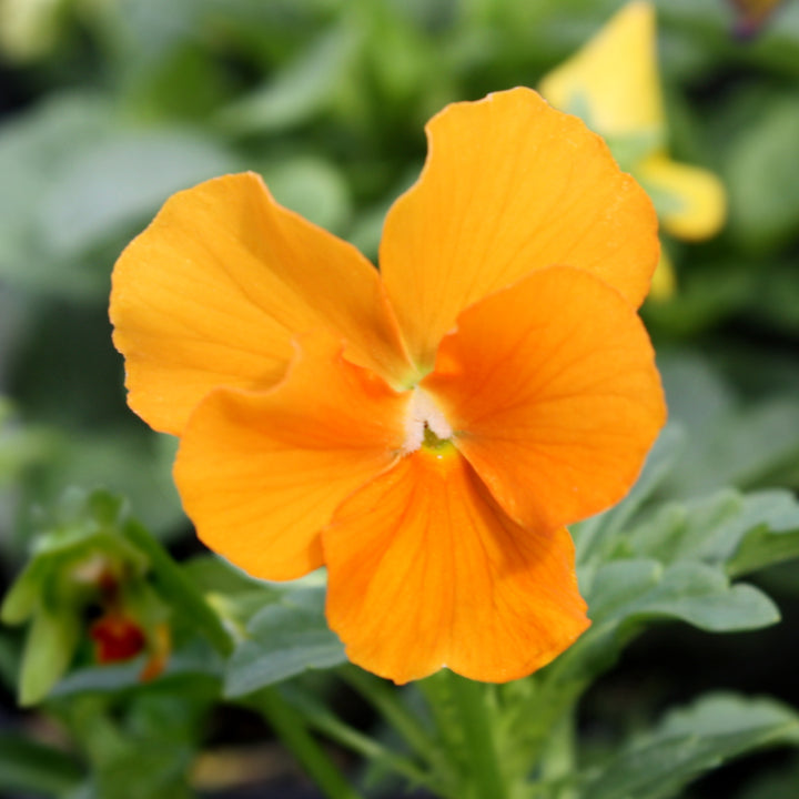 Viola Assorted Viola, 4 Inch Annual