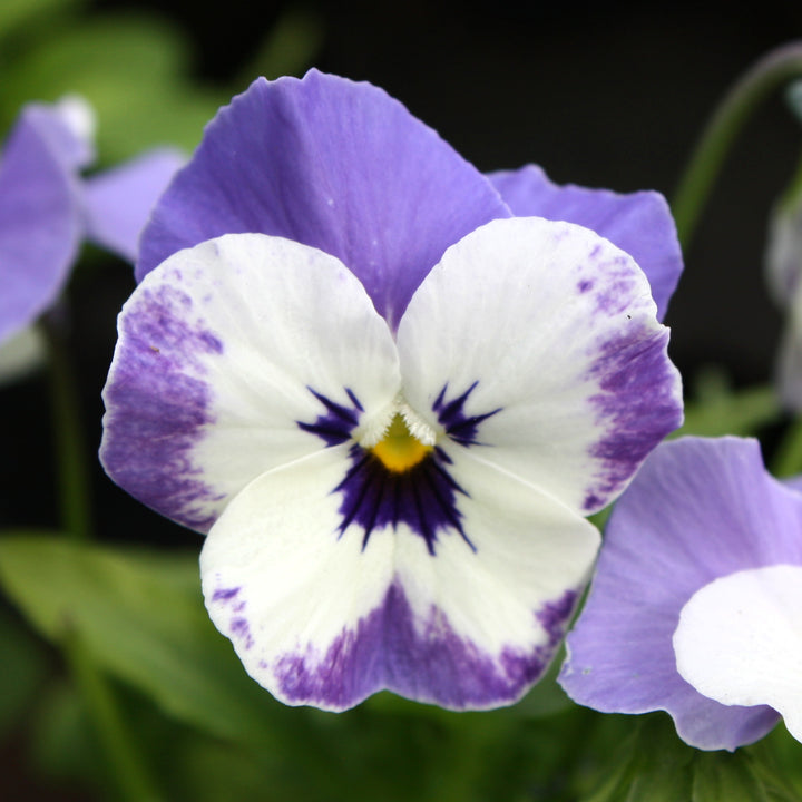 Viola Assorted Viola, 4 Inch Annual