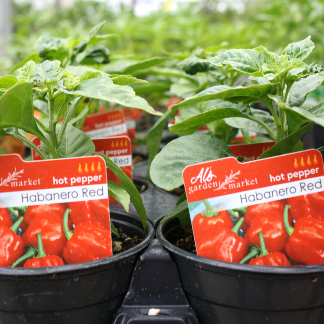 Capsicum chinense 'Red Habanero' Hot Pepper, 4 Inch Annual