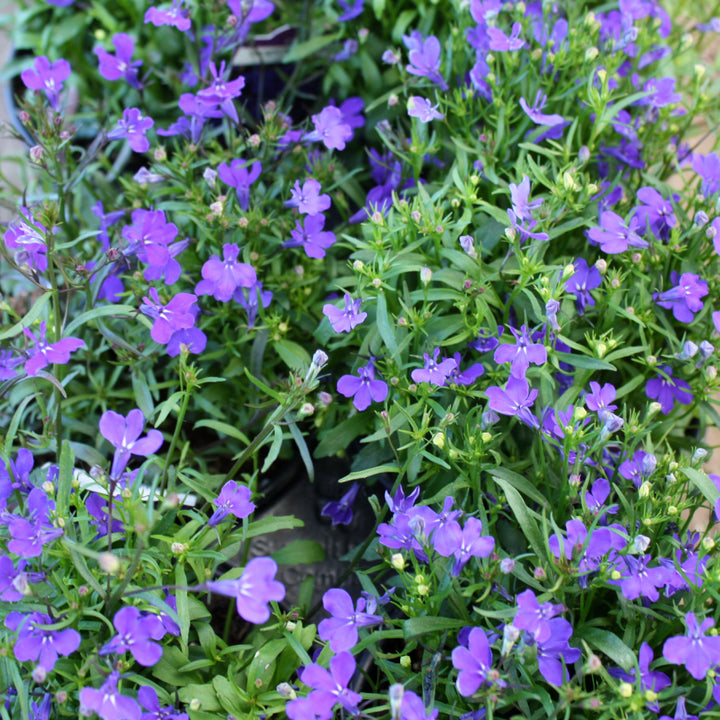 Lobelia erinus 'Riviera Midnight Blue' Riviera Midnight Blue Upright Lobelia, 1 Quart Annual