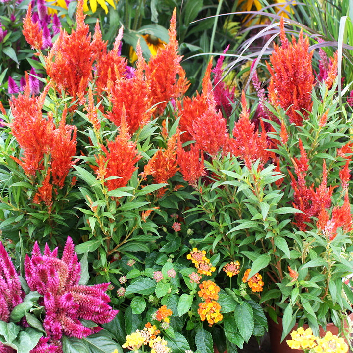 Celosia Assorted Celosia, 6 Inch Annual