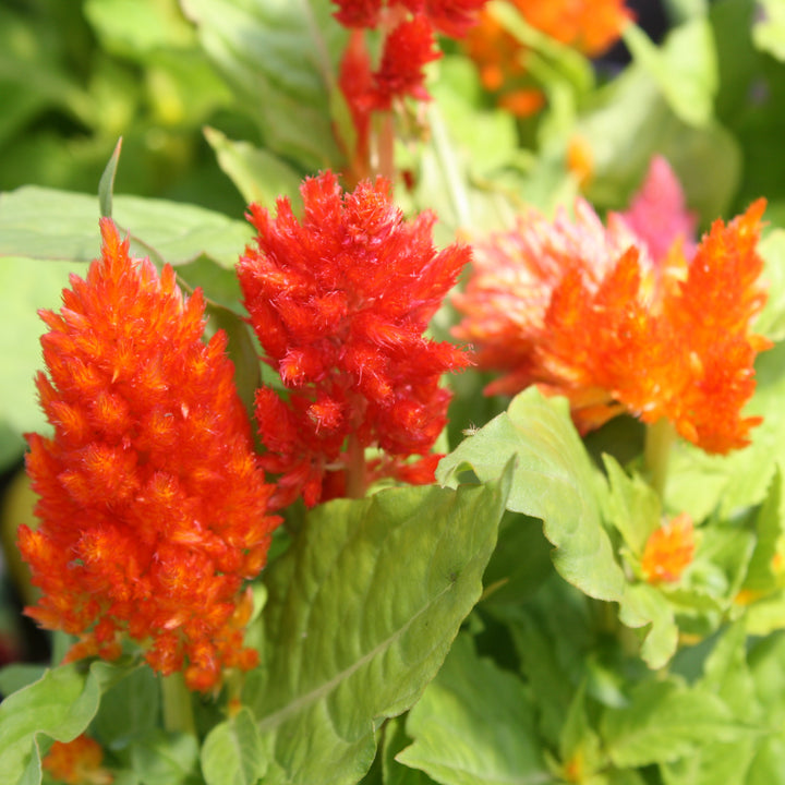 Celosia Assorted Celosia, 6 Inch Annual