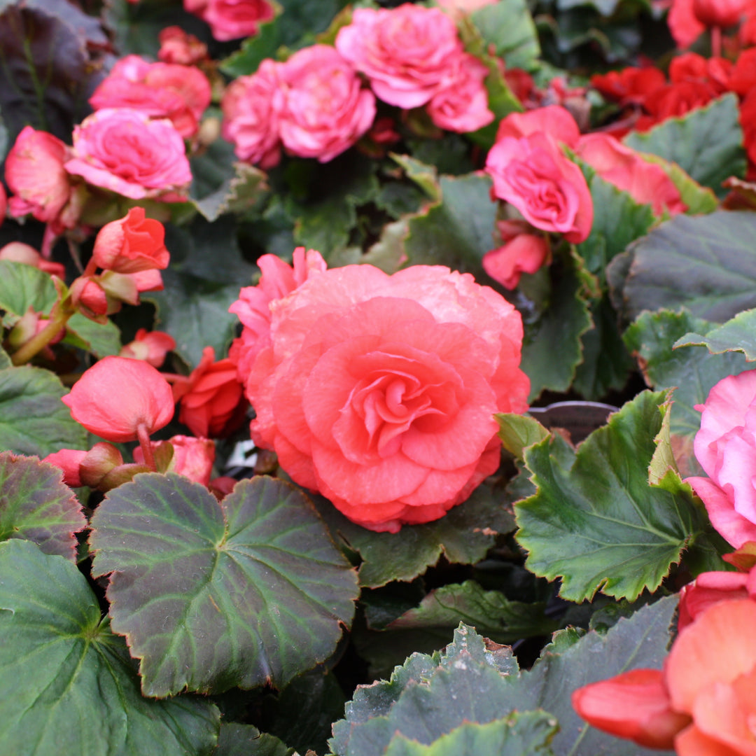 Begonia x 'Solar Mix' Begonia, 6 Inch Annual