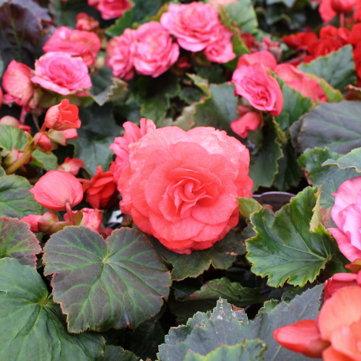 Begonia x 'Solar Mix' Begonia, 6 Inch Annual