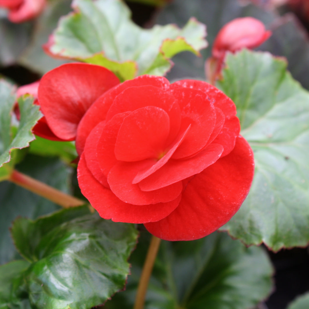Begonia x 'Solar Mix' Begonia, 6 Inch Annual
