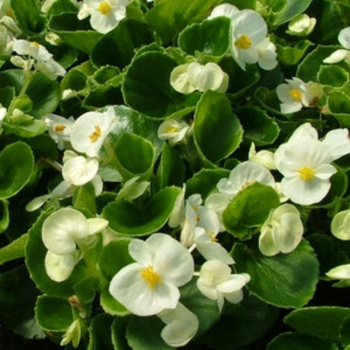 Begonia semperflorens 'Prelude White' Wax Begonia, 3-Pack Annual