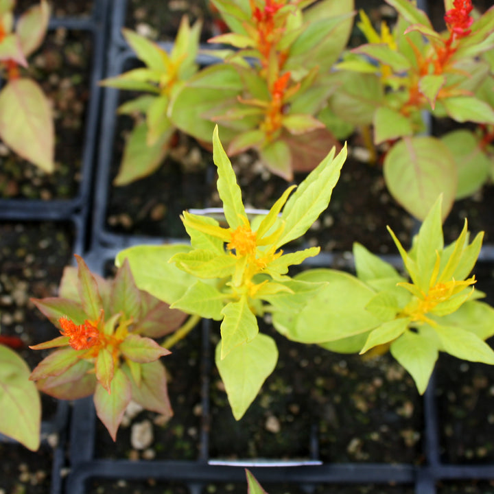 Celosia argentea 'Glorious Mix' Celosia, 3-Pack Annual