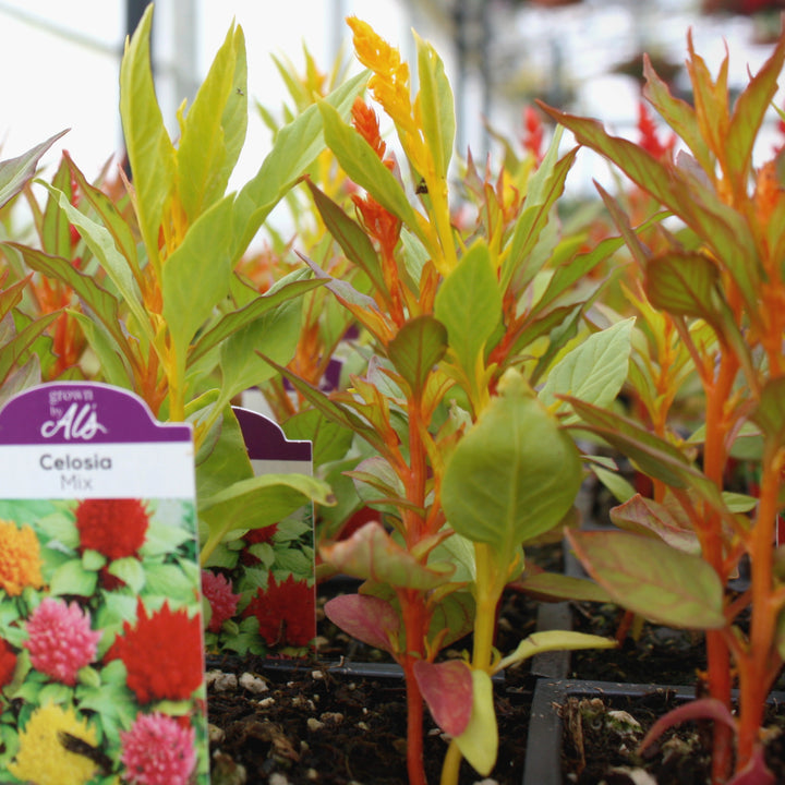 Celosia argentea 'Glorious Mix' Celosia, 3-Pack Annual
