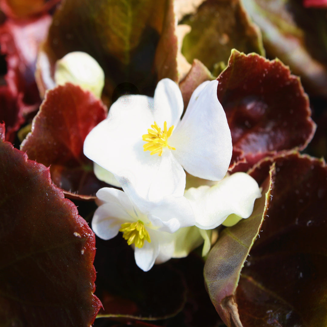 Begonia x semperflorens-cultorum 'Harmony White' Wax Begonia, 1 Quart Annual