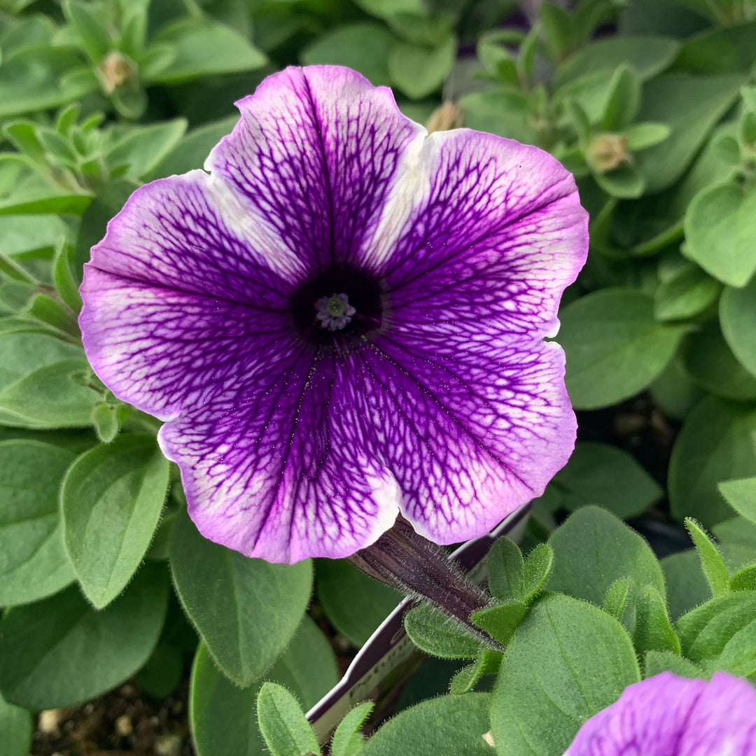 Petunia x 'Tritunia  Mix Star' Seed Petunia, 3-Pack Annual