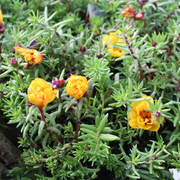 Portulaca grandiflora 'Happy Hour Mix' Happy Hour™ Mix Portulaca, 3-Pack Annual